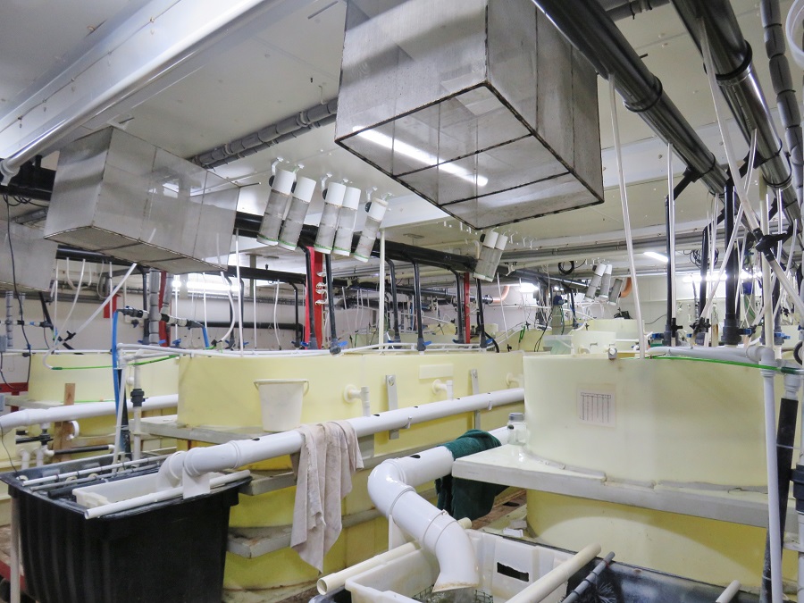 Brine Shrimp Production & Aquatic Food Wholesale Bradford.ALAN J PICKEN